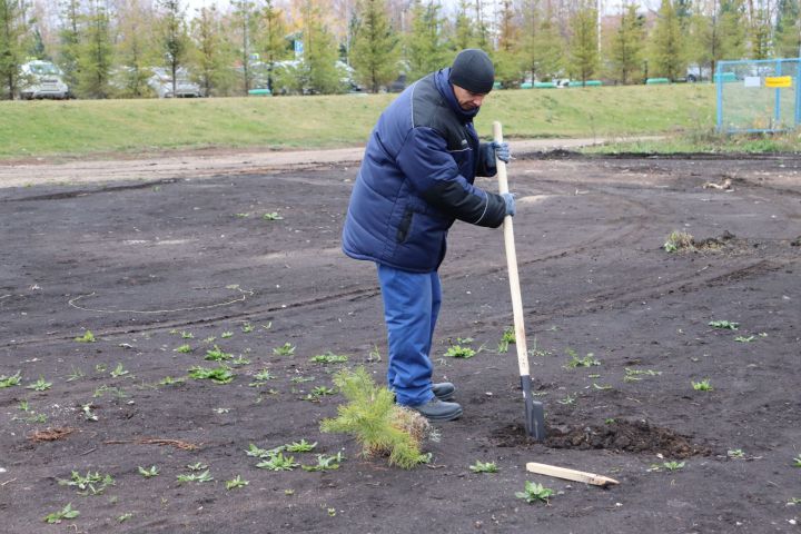 В новом сквере в Чистополе посадили около 70 молодых сосен