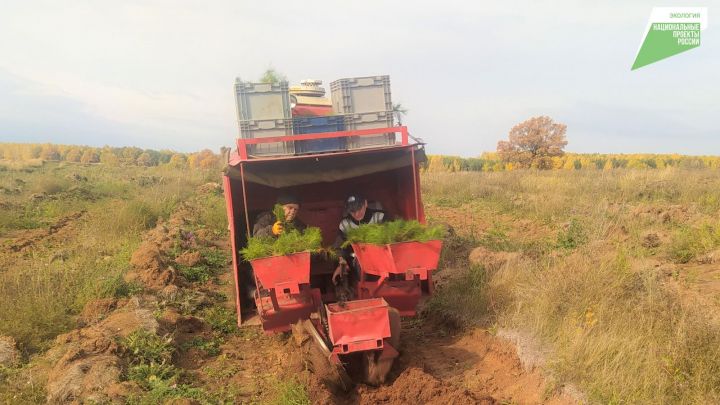 В РТ по нацпроекту «Экология» будет проведено лесовосстановление на площади 3614 га