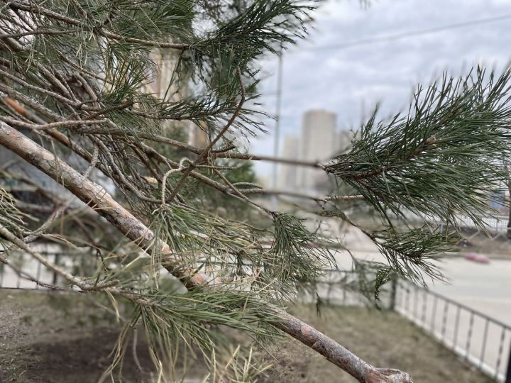 В Чистополе ожидается до 20 градусов тепла