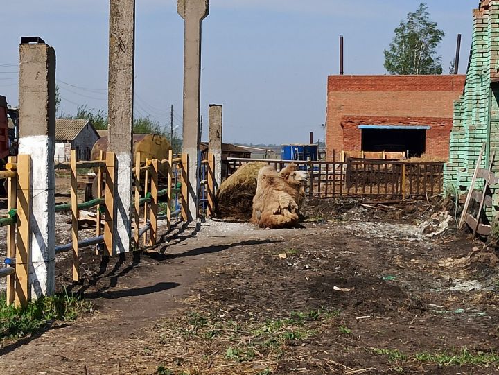 «Сарсаз - Агротур»: в Чистопольском районе открылся контактный зоопарк (фоторепортаж)