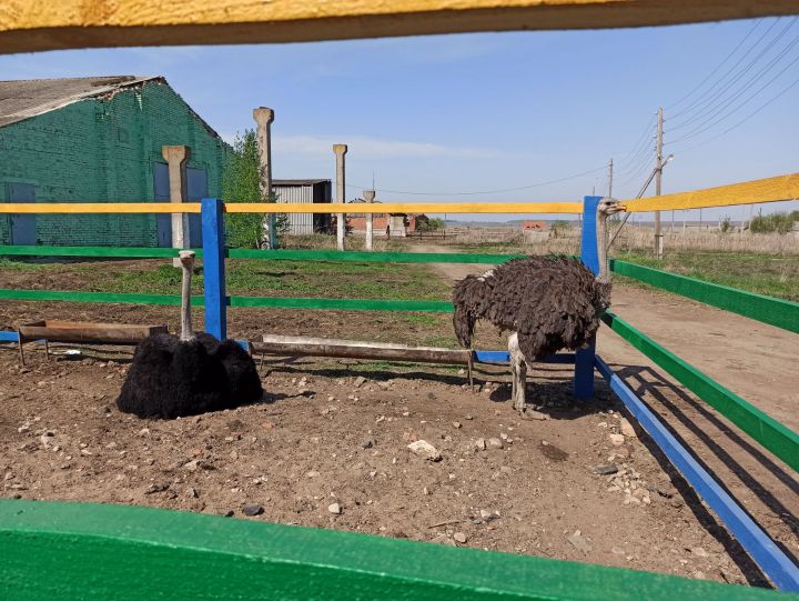 «Сарсаз - Агротур»: в Чистопольском районе открылся контактный зоопарк (фоторепортаж)