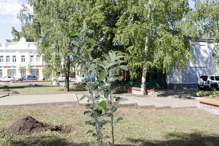 В Чистополе посадили яблоневый сад