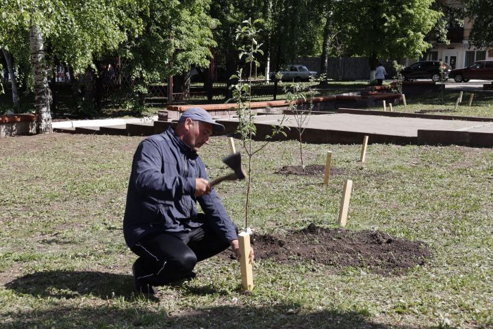 В Чистополе посадили яблоневый сад