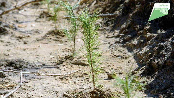 В РТ по нацпроекту провели лесовосстановление на площади 224 гектара