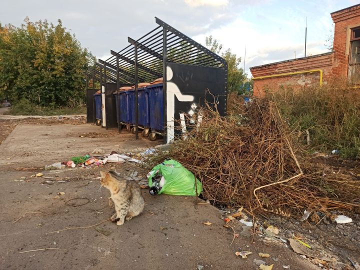 Что нельзя выбрасывать в контейнеры, и каково наказание за нарушение правил благоустройства