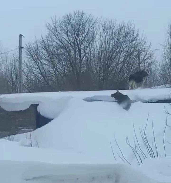 Жители Чистополя увидели бегающих в городе лосей (видео)