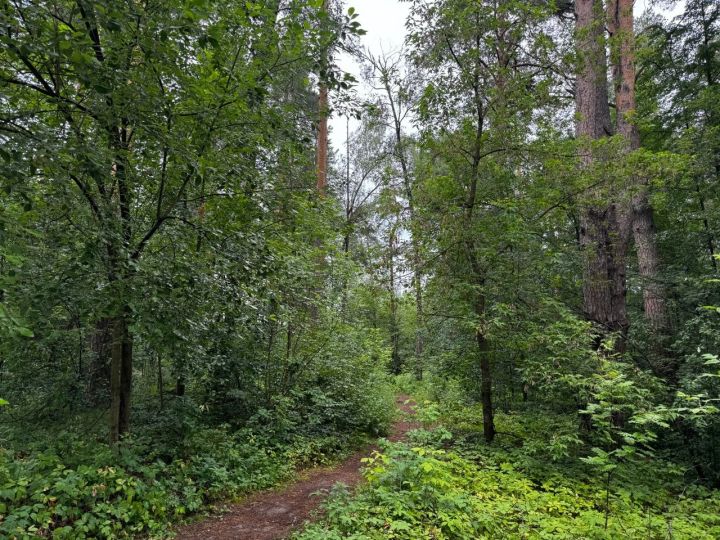 В Татарстане местами ожидается высокая пожарная опасность лесов