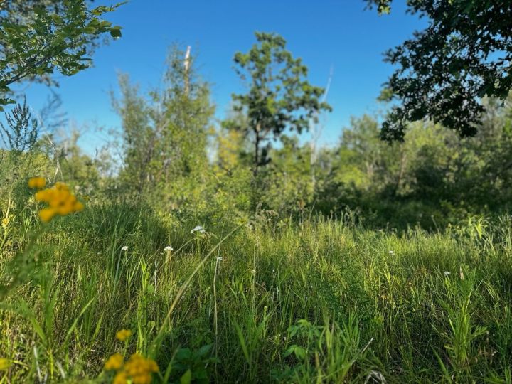 До 27 градусов тепла ожидается в Чистополе