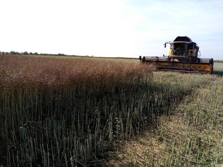 В Чистопольском районе завершают уборку зерновых культур